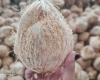 DỪA KHÔ BẾN TRE - THU MUA SỐ LƯỢNG LỚN